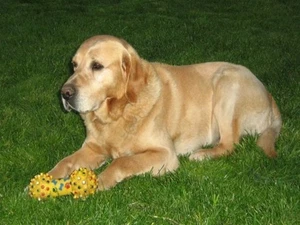 Tierkommunikation * Was Du Deinen Hund schon immer fragen wolltest? - Bild 1 von 1