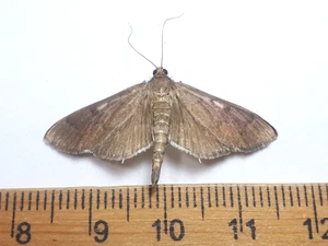 Unmounted Butterfly insects moth, Lepidoptera Noctuidea. North america Quebec - Picture 1 of 2
