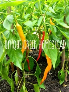 Semillas de chile HJ7 Super Nova Space cultivadas orgánicas únicas Creek Homestead - Imagen 1 de 12