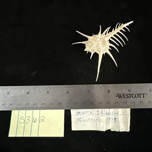 Murex tribulus Linnaeus, 1758 3.25” Philippines 1975 (S362) - Picture 1 of 13