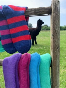 Alpaca Wool Stripy Everyday Socks, Stripy, Made in England UK NEW COLOURS - Picture 1 of 24