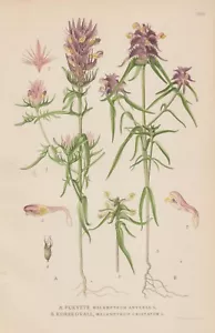 Acker-Wachtelweizen (Melampyrum arvense) CHROMO-LITHOGRAPHIE von 1922 Lindman - Bild 1 von 1