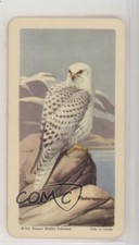 1962 Brooke Bond Red Rose Birds of North America Tea Gyrfalcon #28 h3a