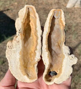 ACHATISIERTES KORALLENFOSSIL Chalzedon versteinertes Mineral Riff Ozean Präparat FLORIDA - Bild 1 von 4