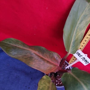 PHILODENDRON Erubescens Autumn Queen - Bold blends of Autumn Colors - Picture 1 of 5