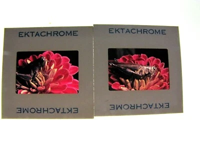 Vintage 1972 Color Slide Film Photograph Grass Hopper on Flower - Image 1 of 4