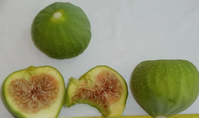 3 Cuttings of Green Ischia Fig Tree Zone 7 to 10 - Image 1 of 2