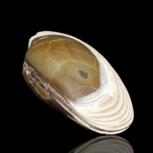 48gr Natural Polished Bivalvia Clam Rough PELECYPODA Fossil - Picture 1 of 5