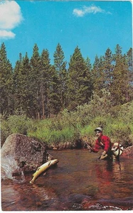 Vintage Fishing Chrome Postcard Battling Trout Man Stream - Picture 1 of 2