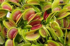 Semi Dionea muscipula pianta carnivora già in italia