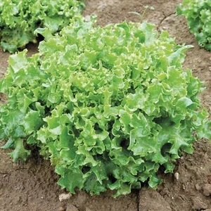 Tangosalat 500 - 5K Samen Rüschen Loseblatt fügt Loft & Textur Erbstück hinzu - Bild 1 von 4