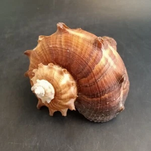 Rapana rapiformis (Rübenschale) 4,25", Top Färbung, OBO - Bild 1 von 8