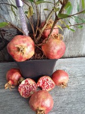 rare hardy shrub plant, dwarf Pomegranate Punica granatum Nana, edible fruit