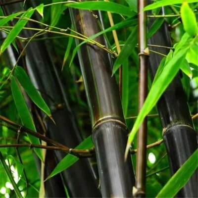 50 semillas de bambú negro - Phyllostachys nigra.    Vendedor de Estados Unidos. Foto 1 de 4
