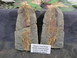Mazon Creek Fossils Wood Braidwood, IL - Picture 1 of 10