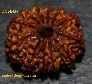 NEPALESISCHE ZWÖLF 12 BARAH MUKHI FACETTE RUDRAKSHA RUDRAKSH HINDU POOJA GEBET YOGA - Bild 1 von 2