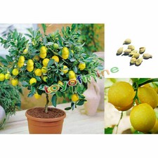 10pz SEMI DI BONSAI DI LIMONE LIMONI ALBERELLO BONSAI
