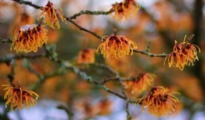 Zaubernuß Hamamelis rote Blüten schnellwüchsige winterharte Sträucher Hecken - Bild 1 von 1