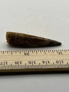 Spinosaurus 2” TOOTH Teeth Dinosaur Fossil before T Rex Cretaceous SC 327 - Picture 1 of 5