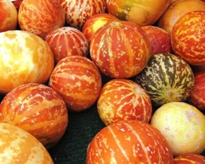 15 SAMEN RUNDER MOSCHUSMELONE oder TIGERMELONE - Bild 1 von 1