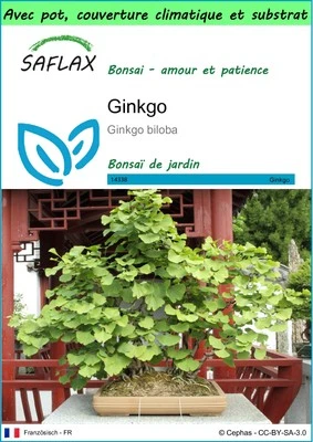 SAFLAX - Garden to go - Ginkgo - 4 Graines - Photo 1/4
