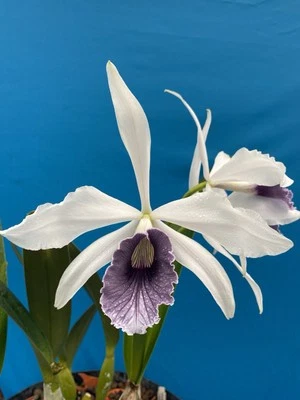 Cattleya purpurata werkhauseri Species Orchid Eros Breeding Stock 4” RePot - Image 1 of 4