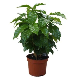 Echter Kaffee Pflanze (Coffea arabica), im 12cm Topf - Bild 1 von 1