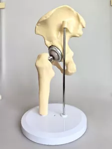 Künstlicher Hüftgelenkersatz medizinisches anatomisches Skelettmodell in 1:1 Größe - Bild 1 von 8