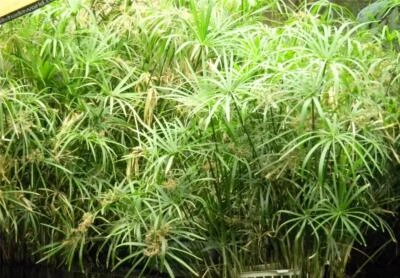 UMBRELLA PALM PLANT ~ Cyperus alternifolius~Aquatic ~ KEEPS POND WATER CLEANER! - Image 1 of 4