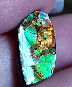 Ammolite Ammonite Coated Stone 20.3x11.5x3.4mm 14403 - Bild 1 von 4