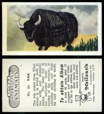 Yak #24 Interesting Animals 1954 Neilson's Card