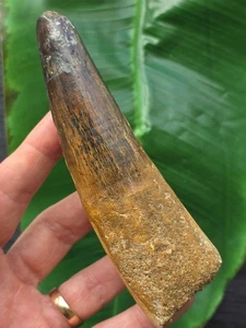 12,5 cm massiver Zahn des Spinosaurus - Dinosaurier Fossil Zahn - Bild 1 von 6