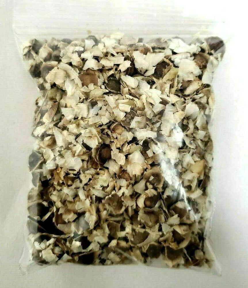 ORGANIC MORINGA Seeds Non-GMO Premium Quality 100% Dry