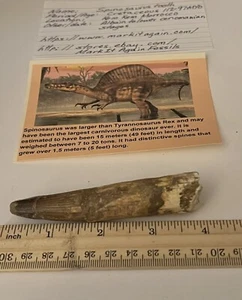 Spinosaurus Tooth Dinosaur Fossil 3.75” not T Rex Cretaceous CS147 - Picture 1 of 3