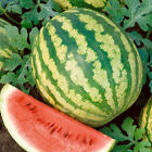 Crimson Sweet Watermelon Seeds, NON-GMO, Heirloom, Variety Sizes, FREE SHIP