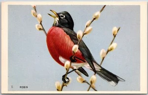 Robin National Wildlife Federation Bird Species (Turdus Migratorius) Postcard - Picture 1 of 2