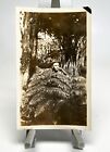 WW1 Era Photo U.S. Doughboy In Tropical Forest Tree Fern