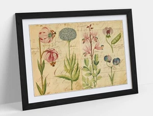 VINTAGE BOTANICAL FLOWER ILLUSTRATIONS DECOR FRAMED ART POSTER PIC PRINT 4 SIZES - Picture 1 of 10