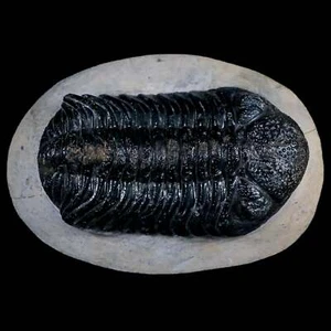 Fósil trilobite marroquí de 2,5" Devónico Marruecos 400 millones de años certificado de autenticidad - Imagen 1 de 9