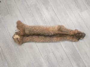 Real Bobcat Skin: Trading Post Quality (338-TP-G6264) Y2K - Picture 1 of 6