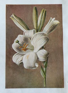 Antique Botanical Print – White Lily by F. E. Hulme & Hibberd c.1900 - Picture 1 of 6