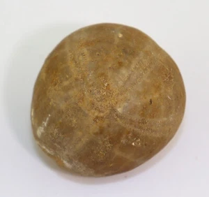 Seeigel, Collyrites elliptica, Jura, Callov, Mortagne-au-Perche, Frankreich-L227 - Bild 1 von 6