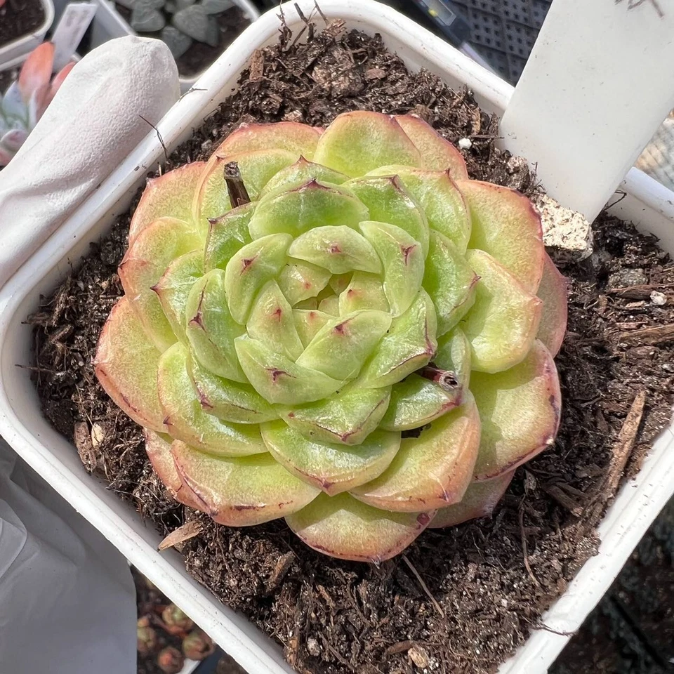 Echeveria pineapple pie Rare Succulent Live Plant Live Succulent Cactus - Image 1 of 1