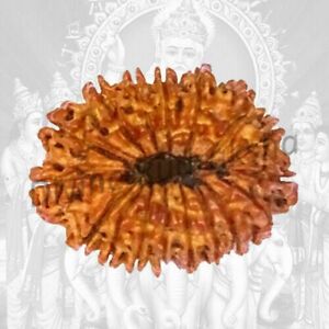 17 Mukhi Rudraksha ist gesegnet von Lord Vishwakarma