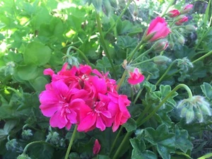 HOT PINK PELARGONIUM PELTATUM IVY GERANIUM LIVE PLANT 6 X 6" STARTER CUTTINGS - Picture 1 of 12