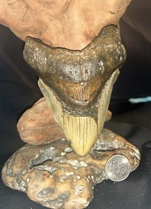DIENTE DE TIBURÓN MEGALODON REAL DE 5,03 PULGADAS FÓSIL GRANDE GENUINO PREHISTÓRICO MEGA DIENTES - Imagen 1 de 3