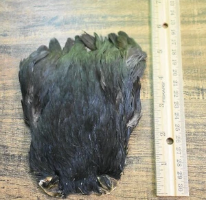 Lote 5, India Cuello de gallina Capa Plumas para atar moscas - Imagen 1 de 2