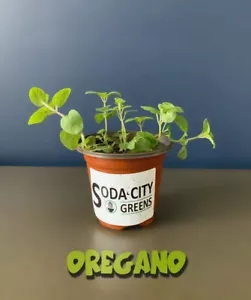 Oregano Herb Perennial Seeds - Picture 1 of 3