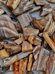 $10.00 a lb petrified wood chips cleaned agatized assorted colors - Picture 1 of 1