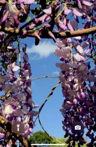 4 Live Chinese Wisteria Sinensis Cuttings 12" Semi/Hardwood Potted Unrooted 紫藤 - Picture 1 of 15